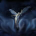 Angel1 Jpg