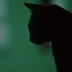 Cat2 Jpg