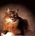 Cat8 1 Jpg